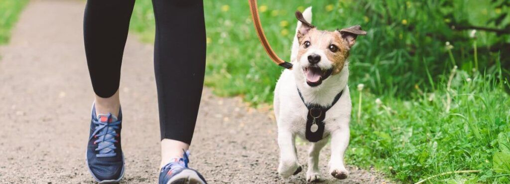woman walking jack russell terrier